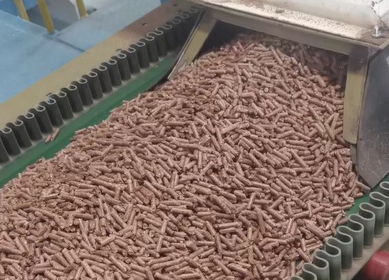Biomass wood pellets on conveyor belt after ring die pellet machine processing