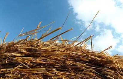 Sawdust and rice husk raw materials before biomass pellet machine processing